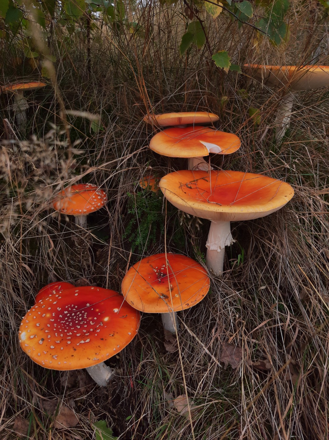 Paddenstoelen