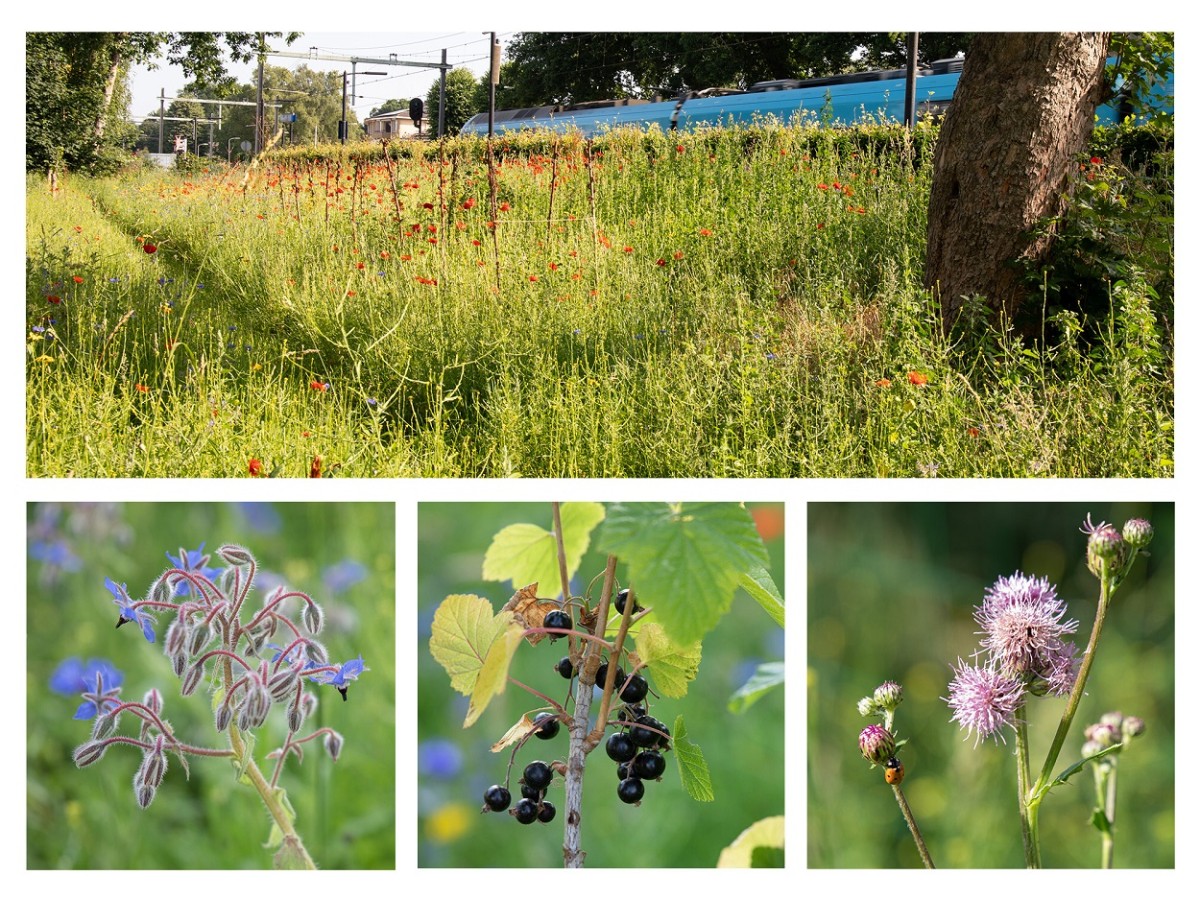 Vier beelden van de Spoortuin, voorheen een braakliggend stuk grond