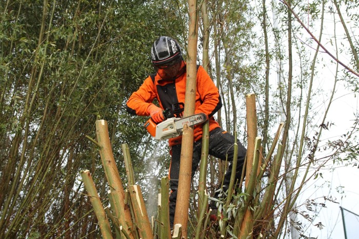 Wilg knotten met kettingzaag