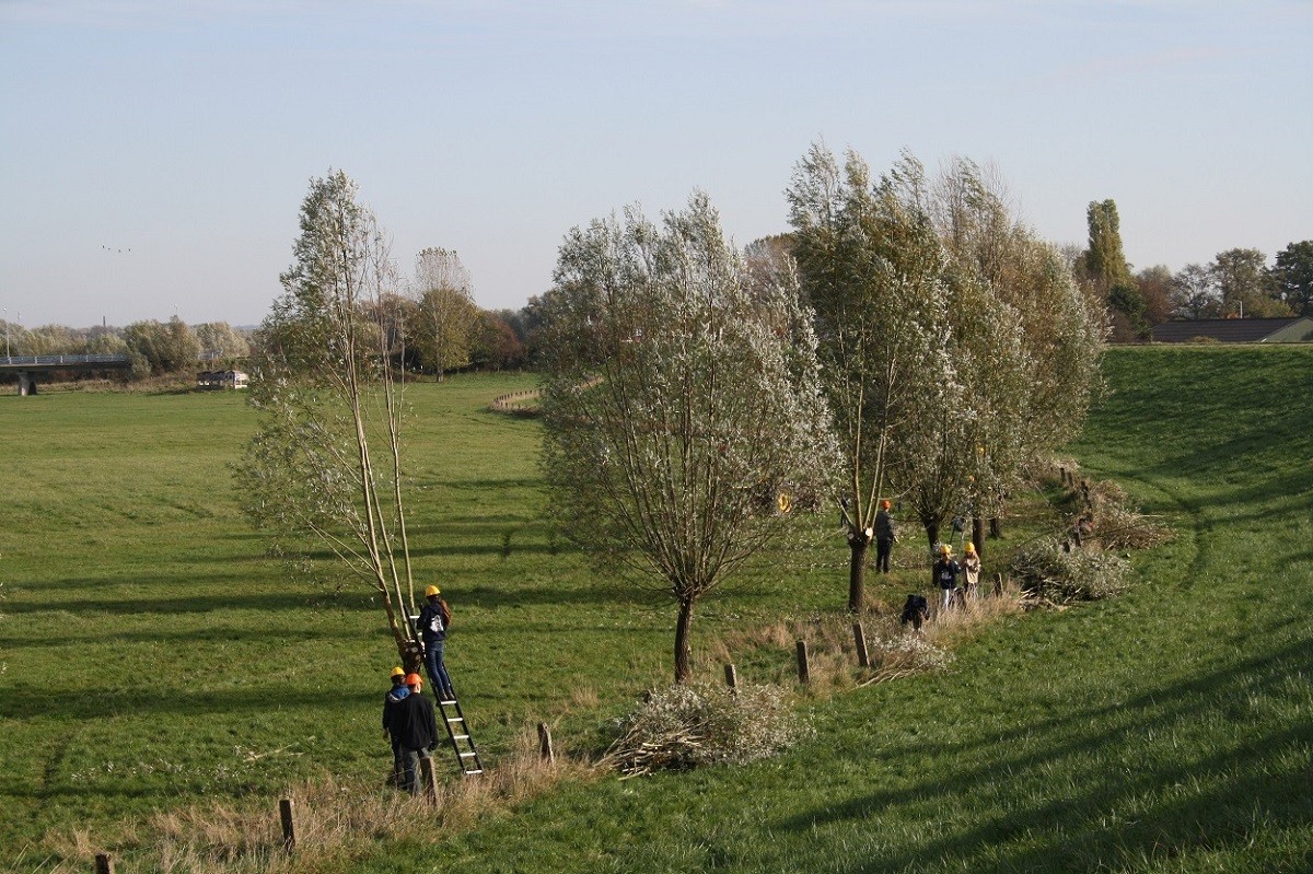 Knotten voor biodiversiteit