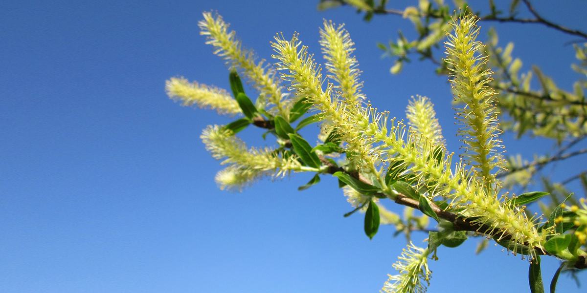 Salix alba, wilgenbloesem