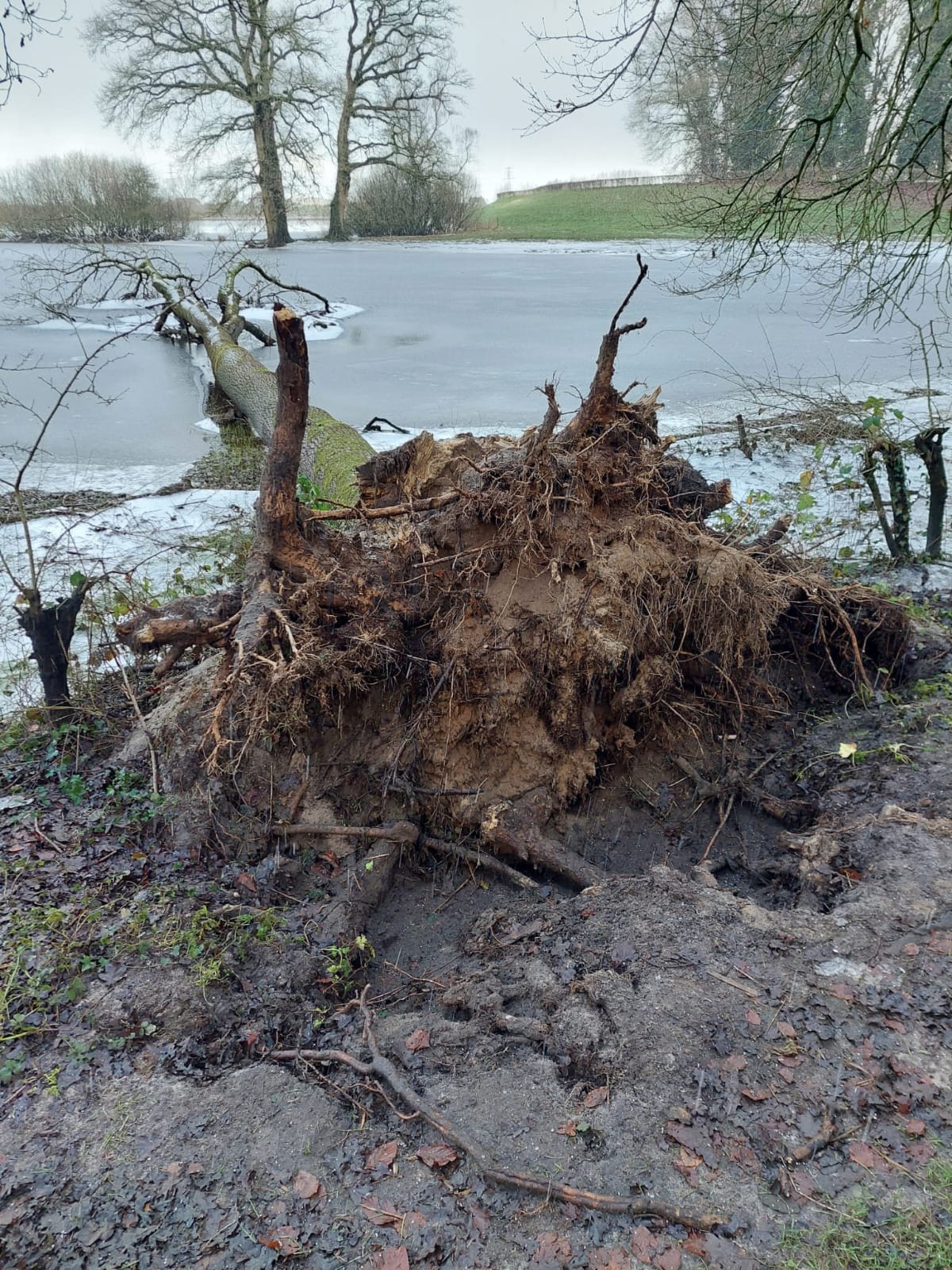 Omgevallen boom op Paddenpad