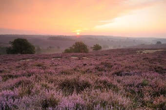 Lees herfstnummer van Landschapsnieuws