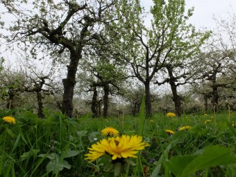 Boomgaard met op de voorgrond paardenbloemen met bij