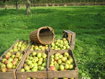 Geplukte appels in kratten met een mand erop