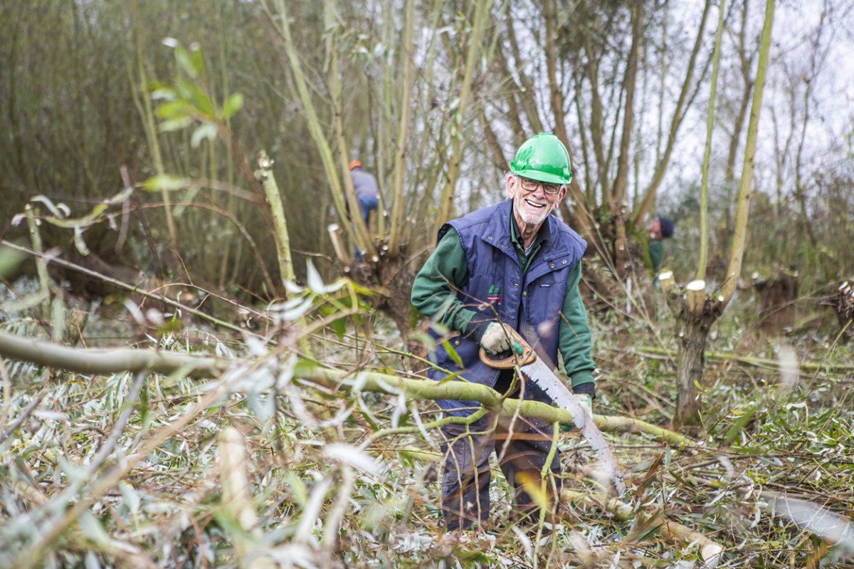 Vrijwilliger zaagt wilgentakken tijdens Natuurwerkdag