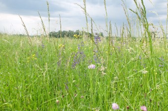 Webinar Wat groeit en bloet er in de berm  