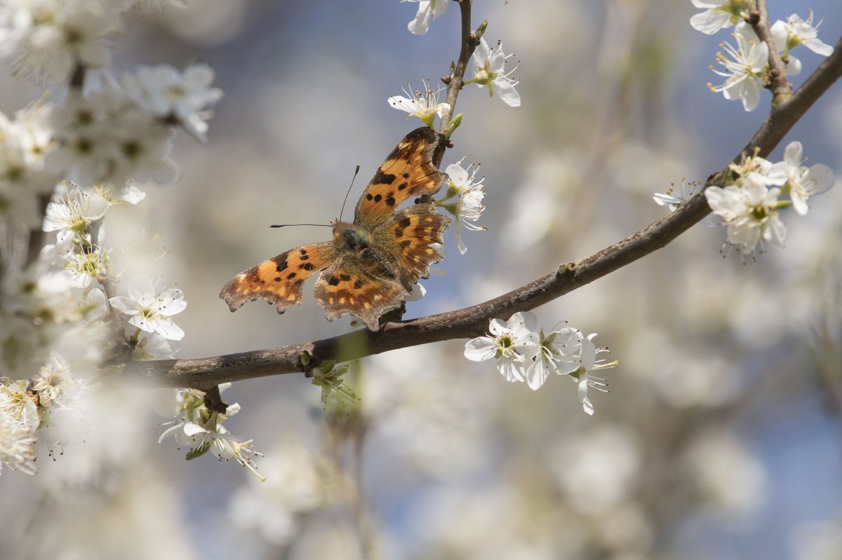Gehakkelde Aurelia. Foto: Bendiks Westerink