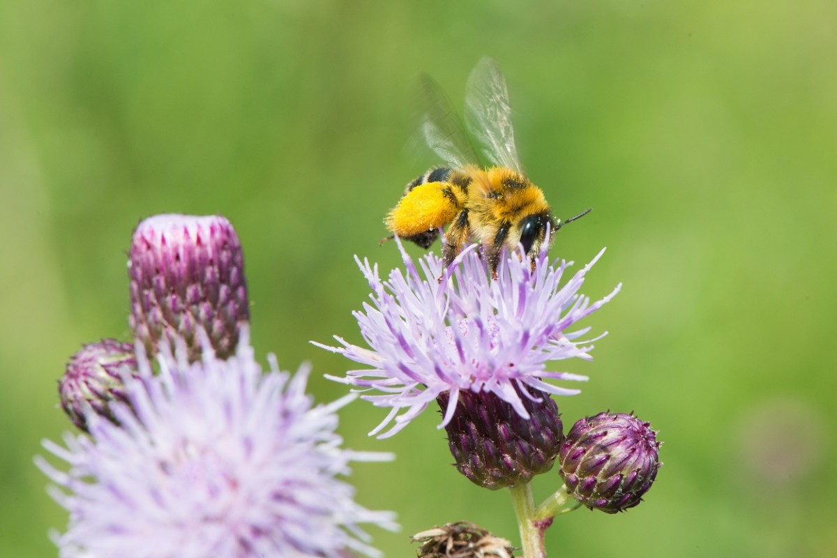 Het belang van Basiskwaliteit Natuur